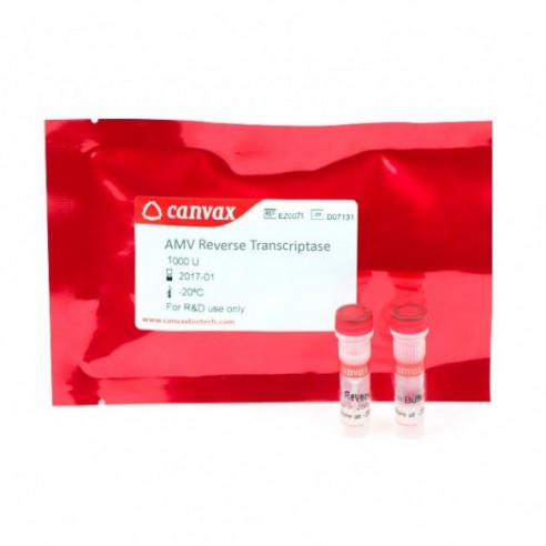 First Strand cDNA Synthesis Kit, 50 rxn