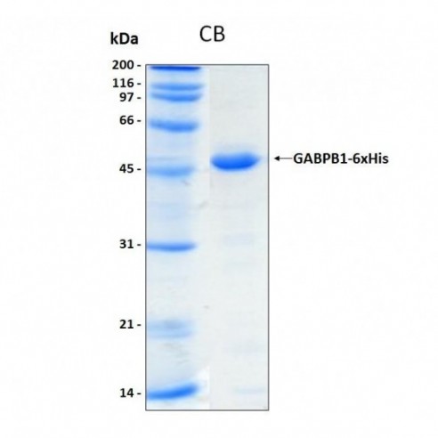 Human GABPB1 from E.coli, 6xHis tag, 50 μg