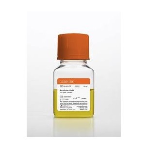 50 mL Amphotericin B, Liquid 250 µg/mL solubilized