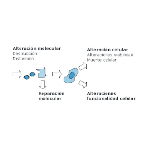 evaluciaón de la muerte celular inducida por agentes tóxicos
