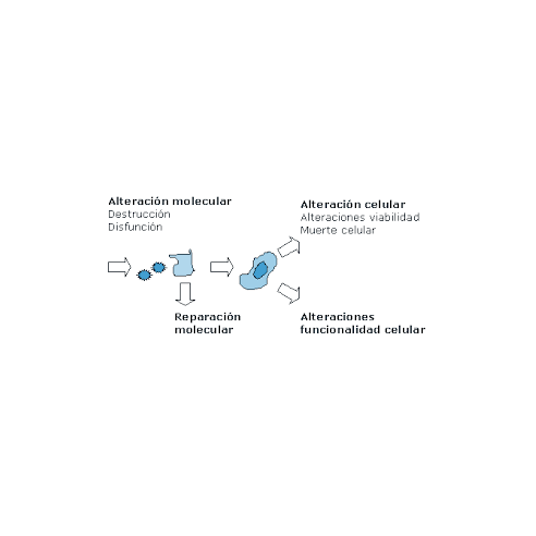 evaluciaón de la muerte celular inducida por agentes tóxicos