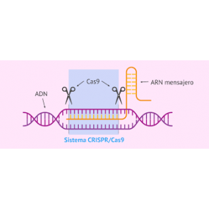 Uso de CRISPR para tratar la fibrosis quística   10 grupos