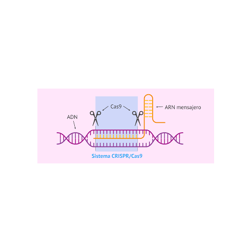 Uso de CRISPR para tratar la fibrosis quística   10 grupos